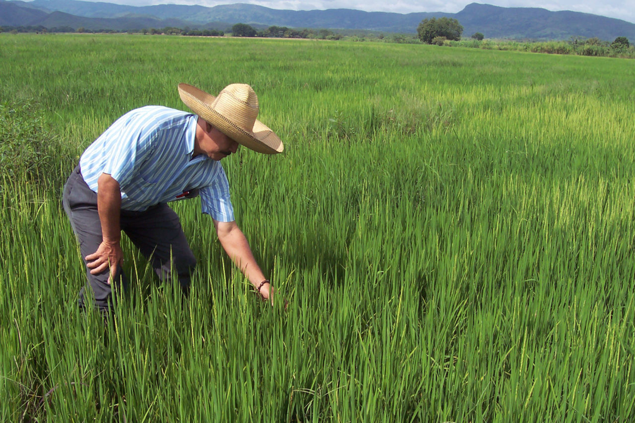 Campo agrícola Jalisco Agrotec